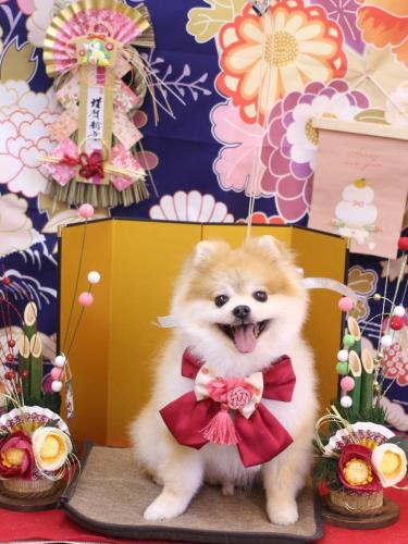 20240127モコくん